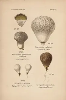Dufour Prints: Devils snuffbox, Lycoperdon gemmatum