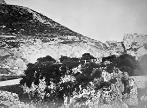 Devils tongue, Gibraltar