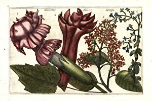 Arena Gallery: Devils trumpet, Datura stramonium 1, 2