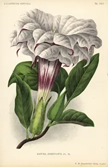 Pannemaeker Prints: Devils trumpet or metel, Datura metel