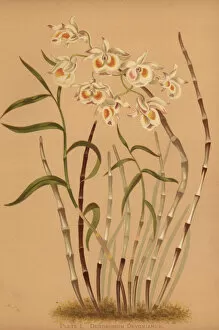 Orchids Collection: Devons dendrobium orchid, Dendrobium