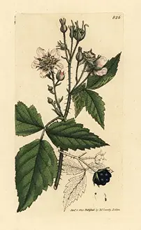 Thorn Prints: Dewberry, Rubus caesius