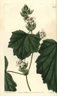 Sydenhamedwards Prints: Dewy bramble, Rubus alceifolius