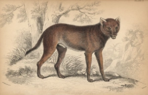 Alpinus Gallery: Dhole, Cuon alpinus