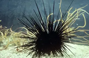 Spike Prints: Diadema antillarum Philippi, sea-urchin