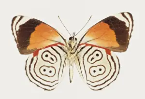 Lepidopteran Prints: Diaethura anna, Annas eighty-eight