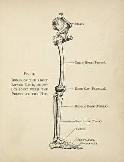 Ankle Gallery: Diagram of the bones of the right leg and hip
