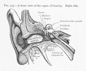 Diagram Collection: Diagram of Ear / 1897