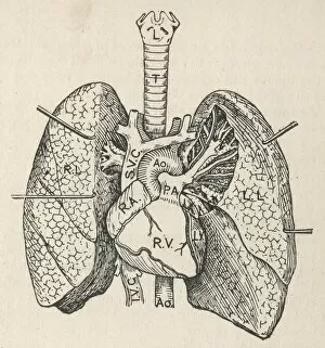 Diagram Collection: Diagram of the heart, lungs and windpipe