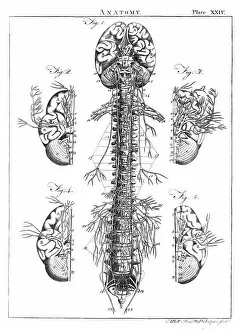Anatomical Collection: Diagram of the human brain and spinal column