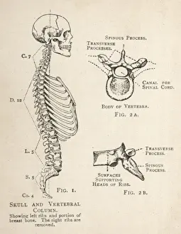 Skeleton Prints: Diagram of human skull and vertebral column