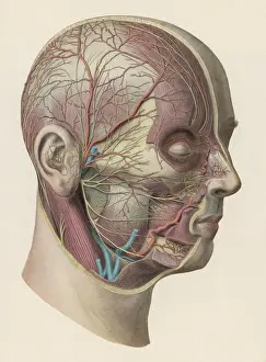 Veins Prints: Diagram - Inside of Head