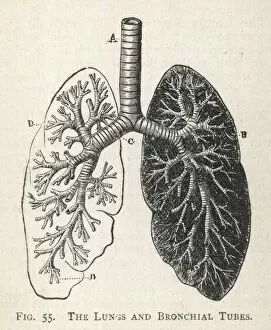 Diagram Collection: Diagram of the lungs and bronchial tubes