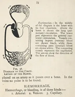 Veins Prints: Diagram showing the circulation of the blood