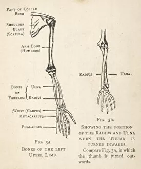 Skeleton Collection: Diagrams of the bones of hand and arm