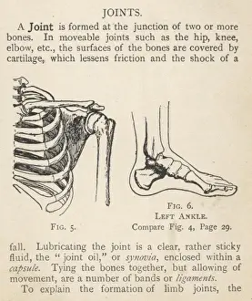 Diagrams of human shoulder and ankle joints