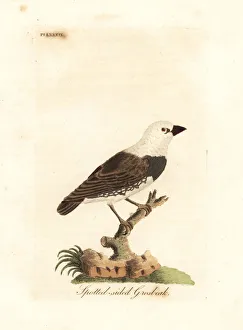 Grosbeak Collection: Diamond firetail, Stagonopleura guttata