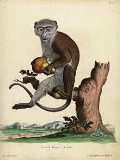 Vulnerable Collection: Diana monkey or Diana guenon, Cercopithecus