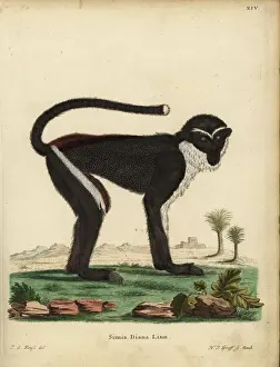 Diana monkey or Diana guenon, Cercopithecus
