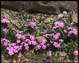 Alpinus Gallery: Dianthus Alpinus (Alpine Pink)