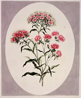 Eudicot Collection: Dianthus barbatus, sweet william
