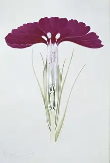 Dianthus barbatus, sweet William