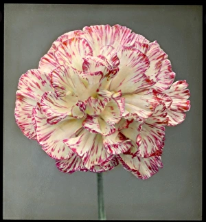 Dianthus Caryophyllus (Carnation) Dianthus Caryophyllus (Carnation)