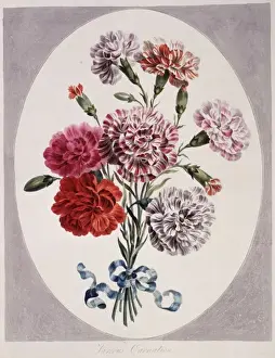 Caryophyllales Prints: Dianthus caryophyllus, various carnations