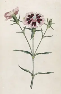 Dianthus Prints: Dianthus Chinensis