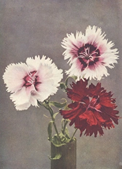 Images Dated 21st June 2012: Dianthus Chinensis, var. Heddewigii