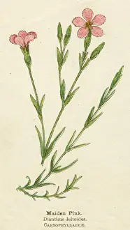 DIANTHUS DELTOIDES