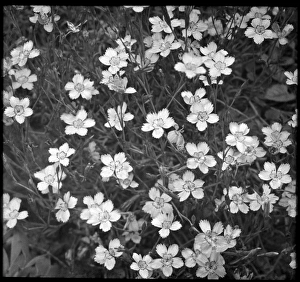 Perennial Gallery: Dianthus Deltoides (Maiden Pink)