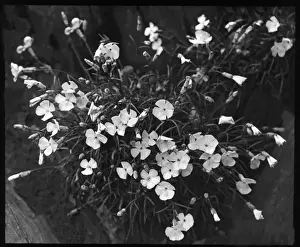 Rockery Prints: Dianthus Frigidus