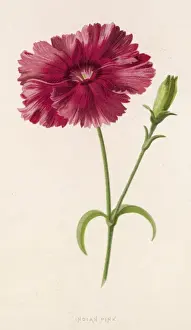 Dianthus Prints: Dianthus / Indian Pink 19C