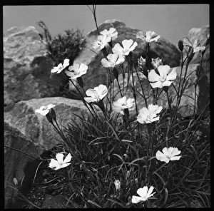Rockery Prints: Dianthus Neglectus (Alpine Pink)