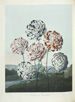 Images Dated 6th February 2009: Dianthus sp. Carnations