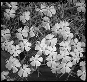 Perennial Gallery: Dianthus species (unidentified)