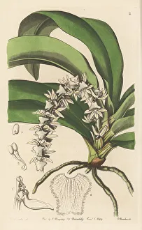 Miss Drake Prints: Diaphananthe pellucida orchid