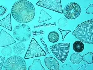 Protozoan Collection: Diatoms