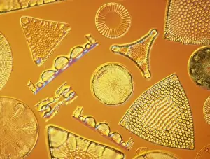 Diatoms