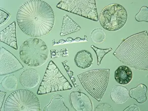 Diatoms