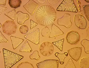 Diatoms