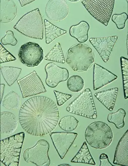 Diatoms