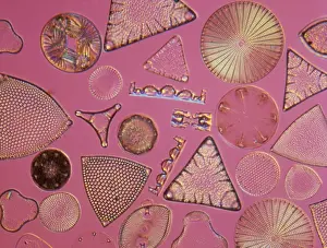 Diatoms