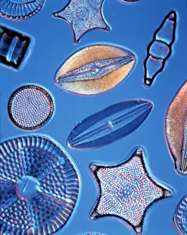 Variety Prints: Diatoms