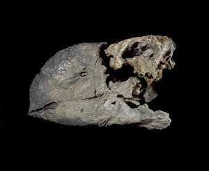 North America Gallery: Diatryma steini skull