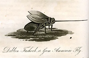Dibben Fashook Or Gum Ammoniac Fly