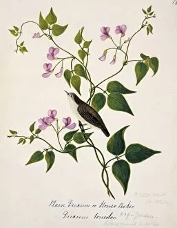 1829 1928 Collection: Dicaeum concolor, plain flowerpecker