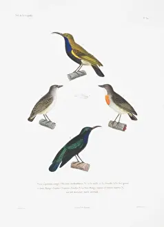 Cinnyris Prints: Dicauem erthyrothorax, Leptochoma sperata, Cinnyris sp