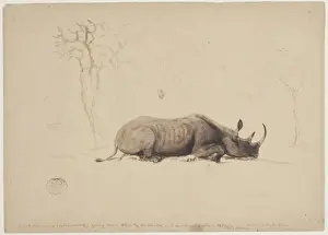 John Thomas Baines Prints: Diceros bicornis, black rhinoceros